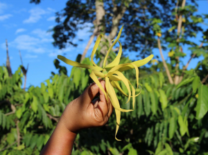 Tout savoir sur l’huile essentielle d’Ylang Ylang