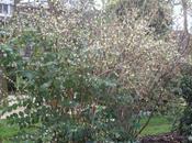 Lonicera fragrantissima