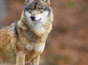 loup être liberté plus surveillée