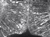 première vidéo d'une pensée traverse l'esprit d'un animal