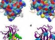 Découverte d'une nouvelle cible thérapeutique pour bloquer cancer