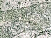 Humanine: précurseur peptides dérivés mitochondries?