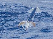 espérant calmars géants puissent planer aussi bien leurs congénères volant