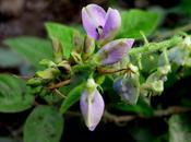 Contraception plantes peuvent-elles remplacer pilule