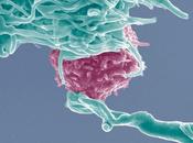 cellules notre système immunitaire rappellent microbes qu’elles n’ont jamais rencontrés auparavant