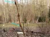 Callimorpha dominula, premières chenilles