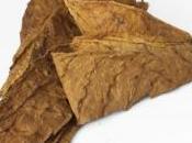 RAGE: tabac génétiquement modifié pour produire anticorps FASEB Journal