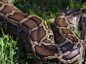pythons birmans capturés dans Everglades Floride