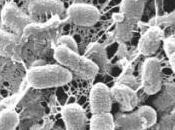 CROHN, GÉNOME microbiote: gène influence flore intestinale