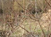 L'argousier prépare fleurs