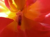 Intimité d’une tulipe Nathalie Roussel