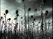 Irak aime Nadir Dendoune mais n'en peut plus amour