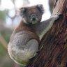 Koala danger