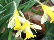 Narcissus pseudonarcissus, mutation