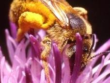 Pourquoi fleur fournit-elle caféine l'abeille