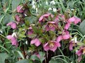Helleborus orientalis