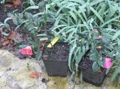 Camellia 'Minato akebono'