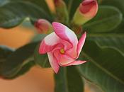 cadeau pour vous tous rose désert