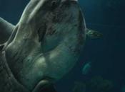 Ceux hantent grands fonds