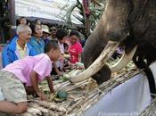 Thaïlande journée nationale éléphants [HD]