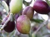 L’huile d’olive atténue maladie parodontale, fait bien dents