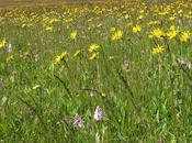 Arnica montana (Arnica montagnes)