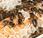 Mortalité abeilles pesticides l'Europe s'en fout
