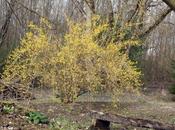 Forsythia