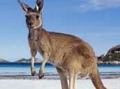 Australie kangourous