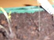 Semis Tetragone réussi