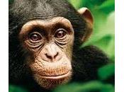 Film documentaire Chimpanzés» Mark Linfield Alistair Fothergill (sorti 20/02/2013)