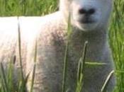L’agneau ‘d’Ile-de-France’ pour repas Pâques