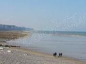 Aile Raie Pamplemousses