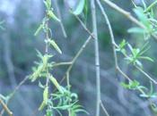 Salix 'Tristis'