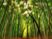 Forêt Bambou Sagano Japon