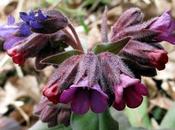 Floraisons forêt Pulmonaire, Euphorbe "Oreille d'homme"