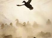 Festival Oiseau Nature 2013