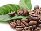 DIABÈTE: extrait café vert pour contrôler glycémie