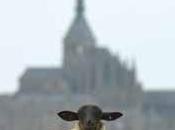 Épaule d’agneau herbus farcie herbes fines