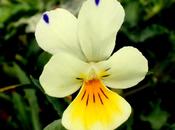 Contre pensée unique