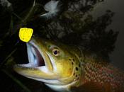 secret mouches secrètes