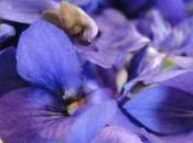 Violettes cristallisées toulouse