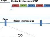 miARNs, reprogrammation métabolique, oncogénèse