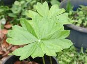 Podophyllum peltatum
