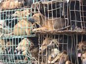 Trafic chiens Thaïlande