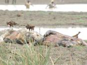 morts inexpliquées neuf hippopotames Singou