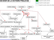 Écologie écosystèmes: contraintes liées dimensionnelles pyramides