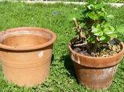 temps rempoter plantes