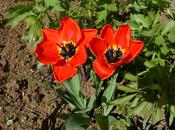 tulipes mamie simone