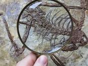 microraptors, dinosaures pêcheurs quatre ailes